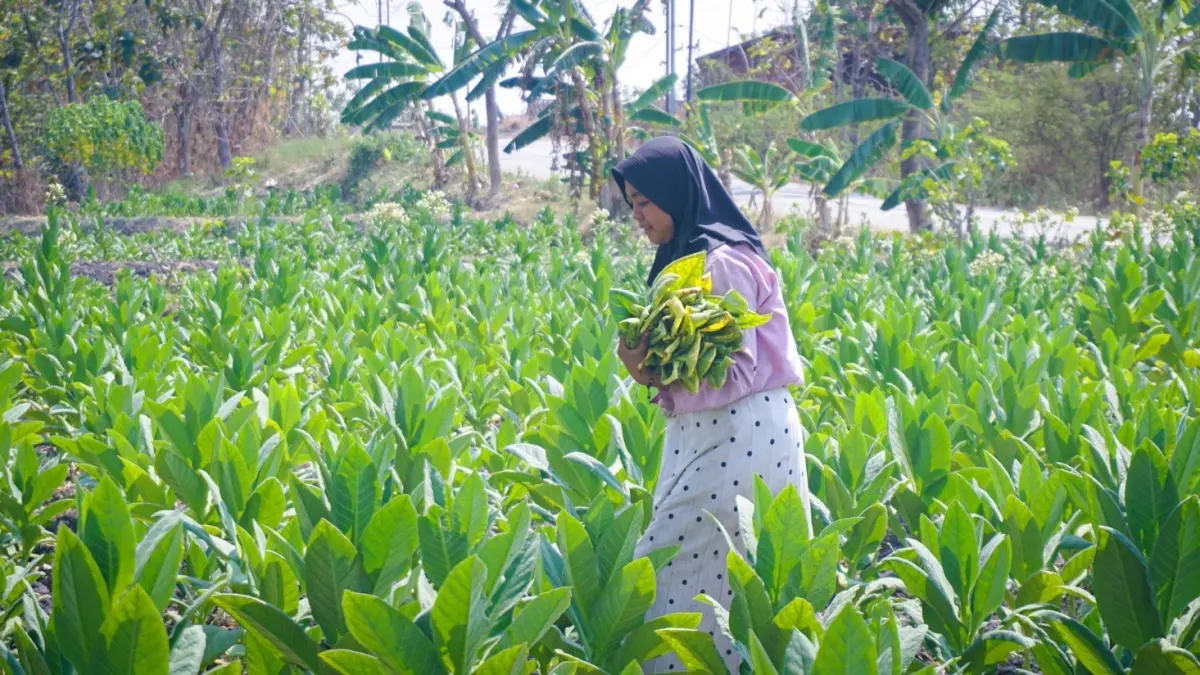 HARGA BAGUS: Petani tembakau sedang memetik perdana daun tembakau. (FARHAN REZA ARDIANSYAH/RADAR BOJONEGORO)