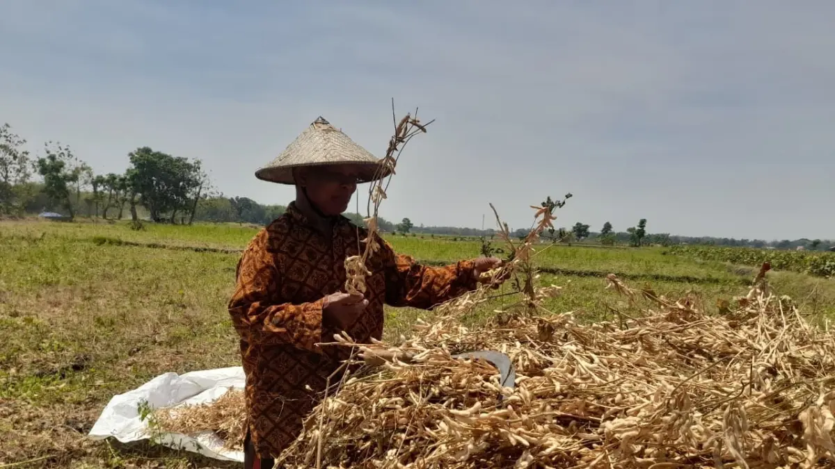 TAK MAKSIMAL: Petani panen palawija di musim kemarau, minimnya pasokan air membuat panen tak maksimal. (DEWI SAFITRI/RADAR BOJONEGORO)