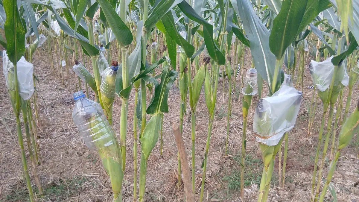 CARI SOLUSI: Petani harus memutar otak untuk mengantisipasi serangan hama tikus. (IST./RDR.BJN)