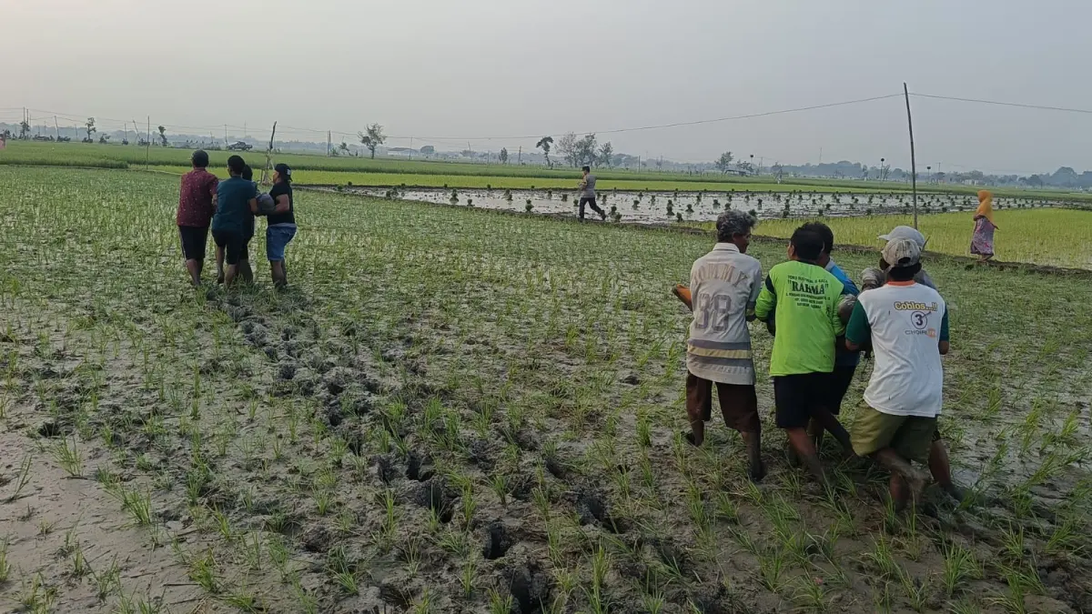 EVAKUASI: Dua korban tersengat jebakan tikus beraliran listrik dievakuasi, sebelumnya sudah beberapa kali jebakan itu memakan korban di daerah lain. (YANA DWI KURNIYA WATI/RADAR BOJONEGORO)