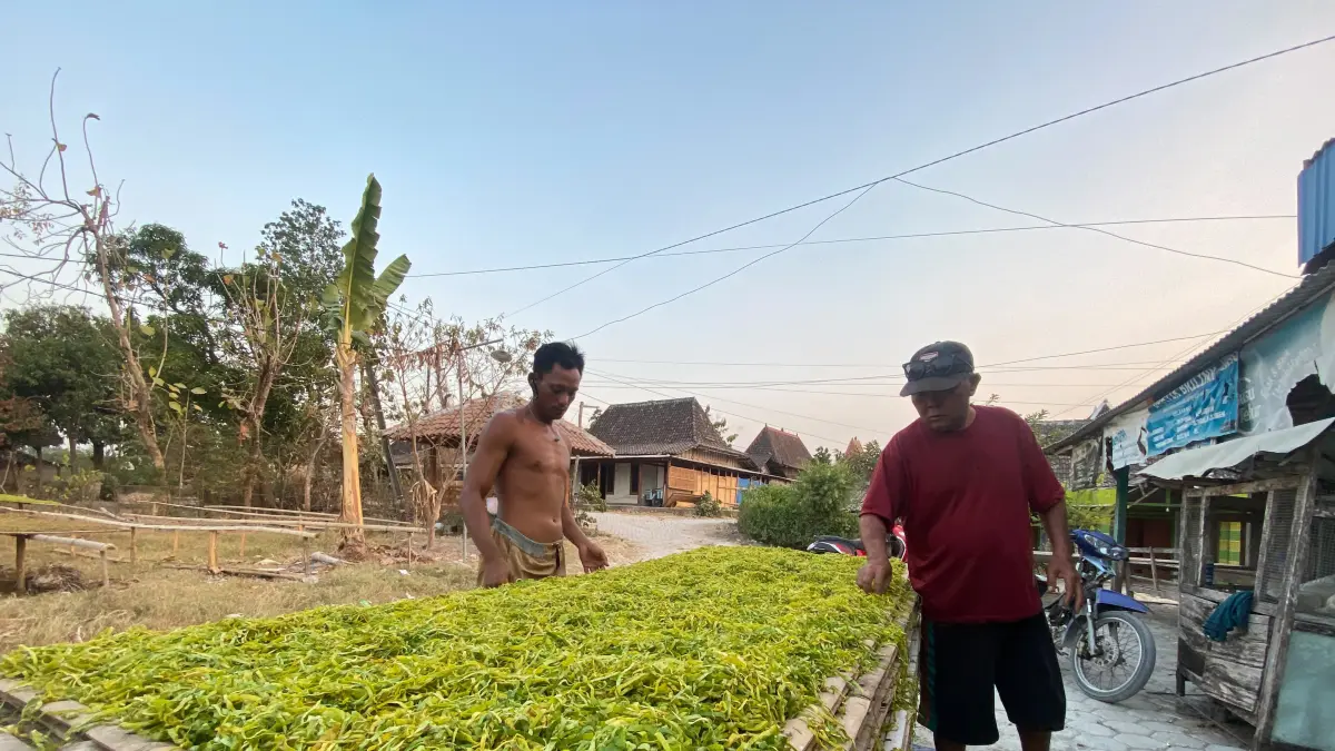 MENJEMUR TEMBAKAU: Petani menjemur tembakau yang sudah dirajang, DKPP mencatat luas tanam sekitar 15.627 hektare. (FARHAN REZA ARDIANSYAH/RADAR BOJONEGORO)