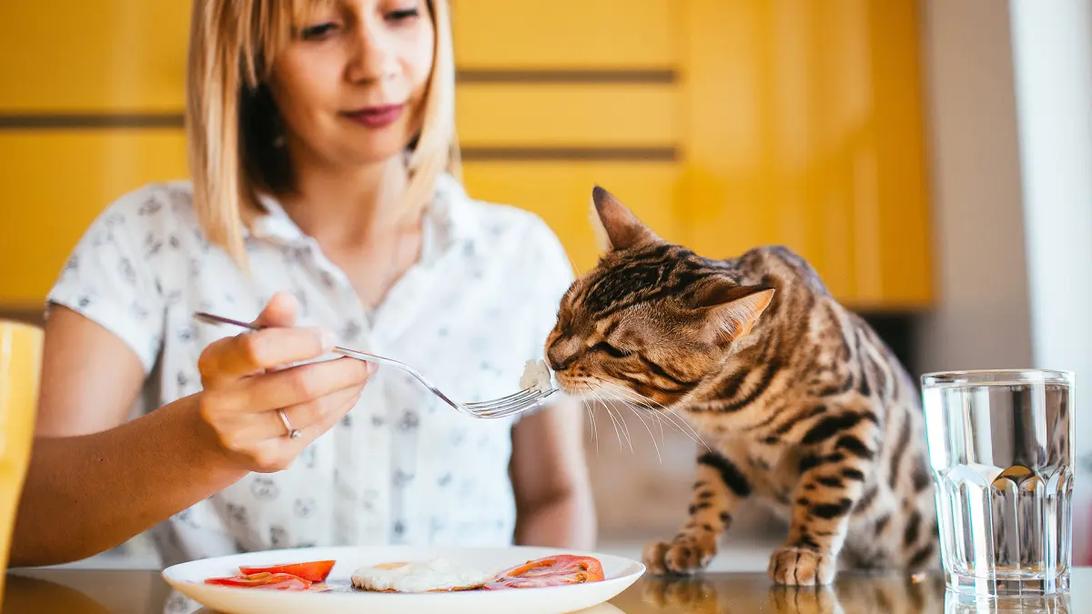 Makanan yang berbahaya untuk kucing. (MAGNIFIC/ANDHIKA FERIAWAN/RADAR BOJONEGORO)