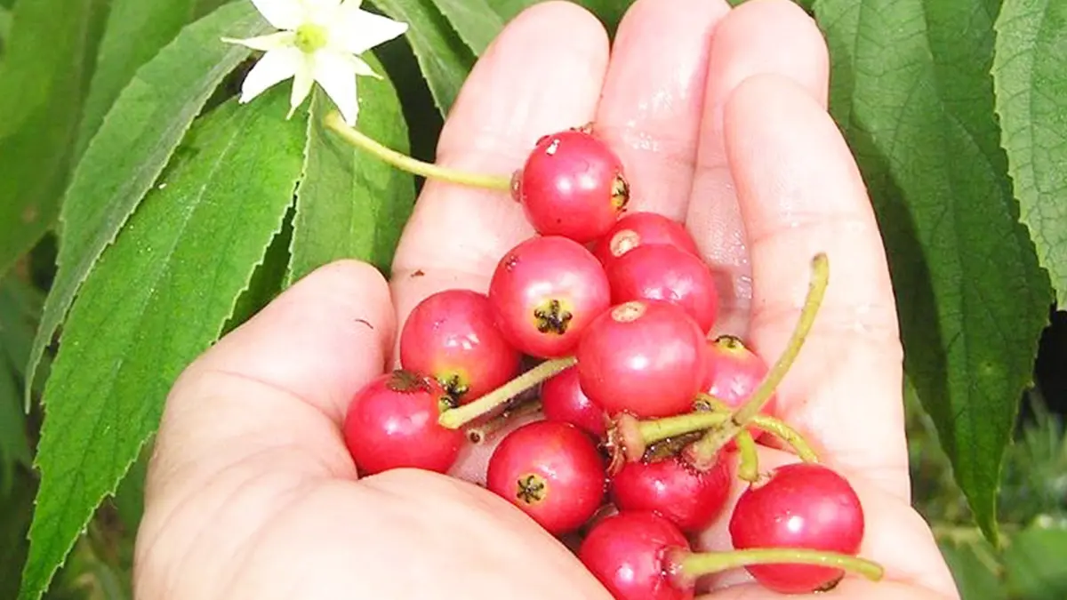 Manfaat buah kersen. (PINTEREST/ANDHIKA FERIAWAN/RADAR BOJONEGORO)