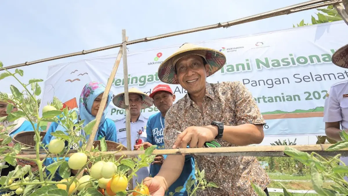 PETIK TOMAT: Bupati memetik tomat hasil pertanian di Kecamatan Kalitidu pada Peringatan Hari Tani kemarin. (ISTIMEWA/RADAR BOJONEGORO)