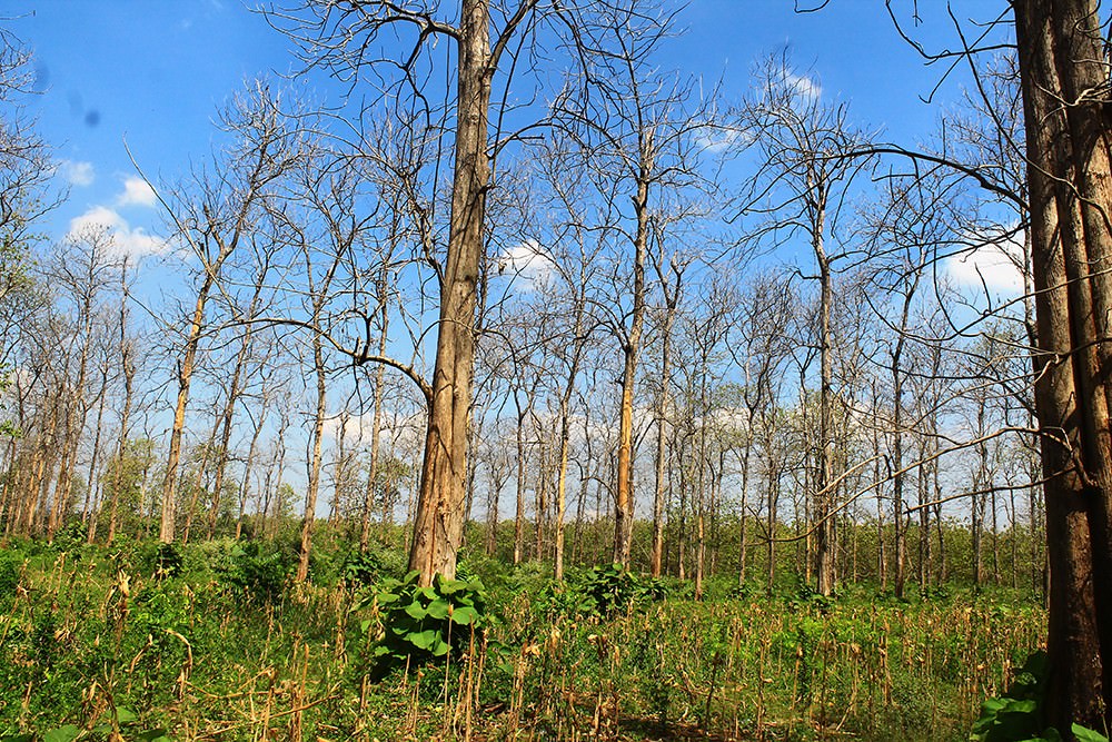 masih-musim-kemarau-basah