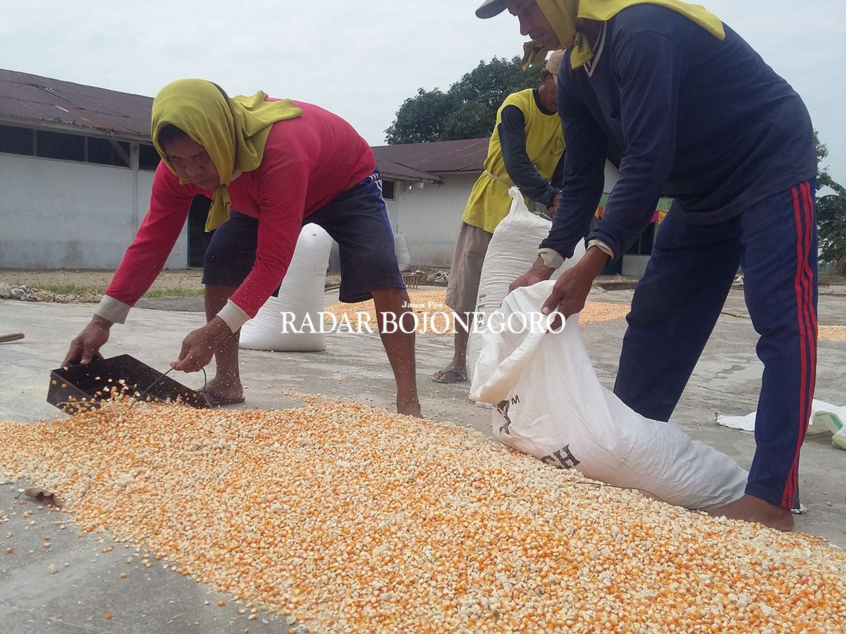 harga-jagung-naik-petani-diuntungkan