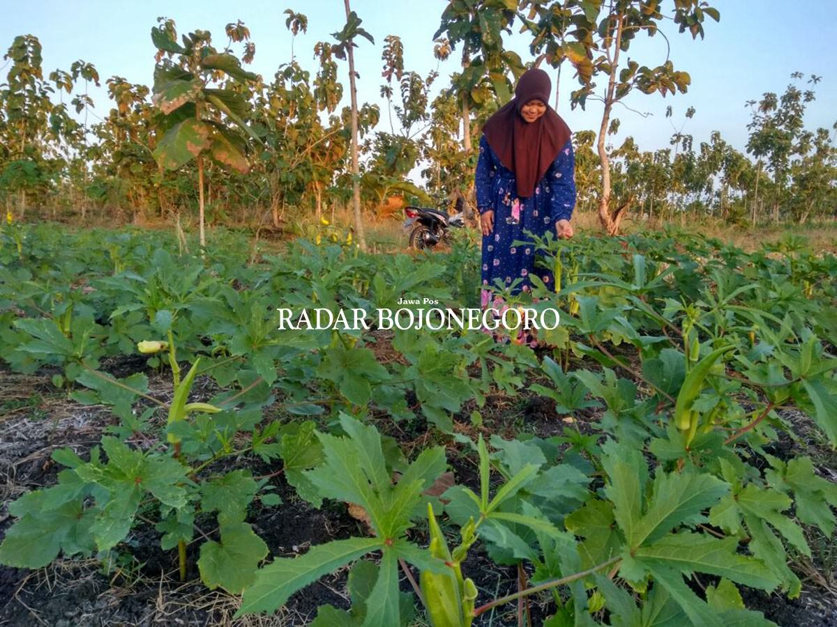 mulai-budidayakan-tanaman-okra
