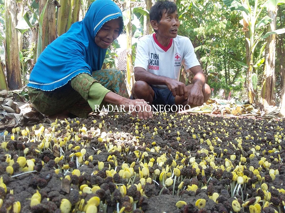 petani-ale-gantungkan-bibit-dari-luar-daerah