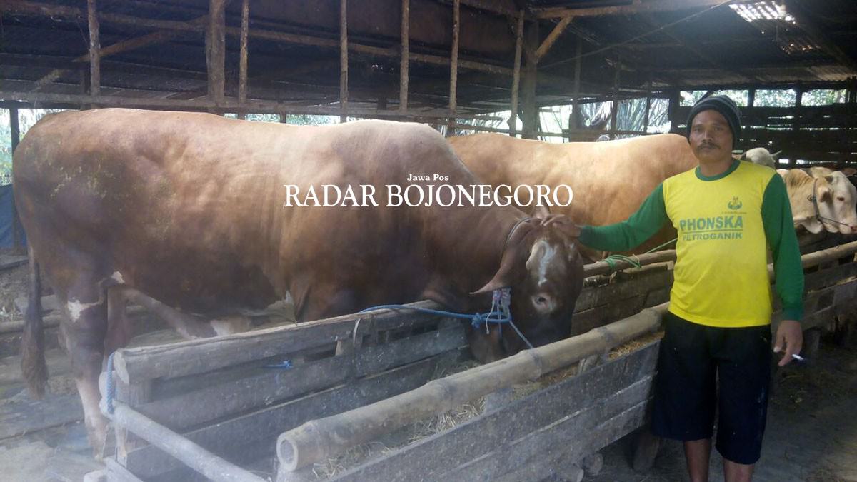 wow-sapi-13-ton-ini-laku-dibeli-orang-nomor-satu-di-jawa-timur