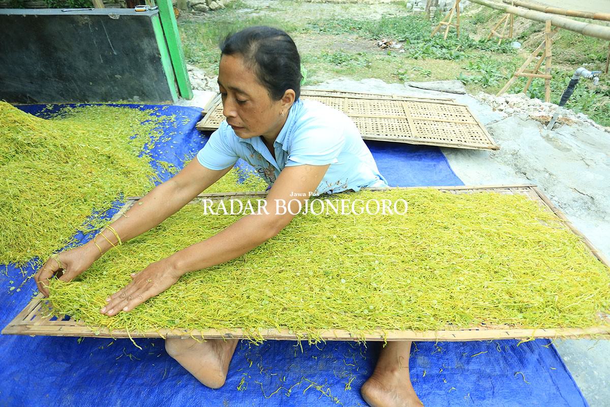 cuaca-baik-harga-tembakau-melambung
