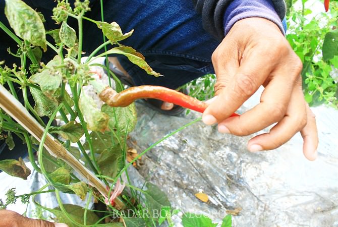 cuaca-panas-cabai-rentan-penyakit