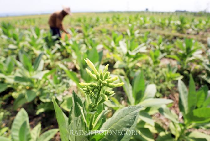 curhat-petani-tembakau-berharap-kue-dbhcht