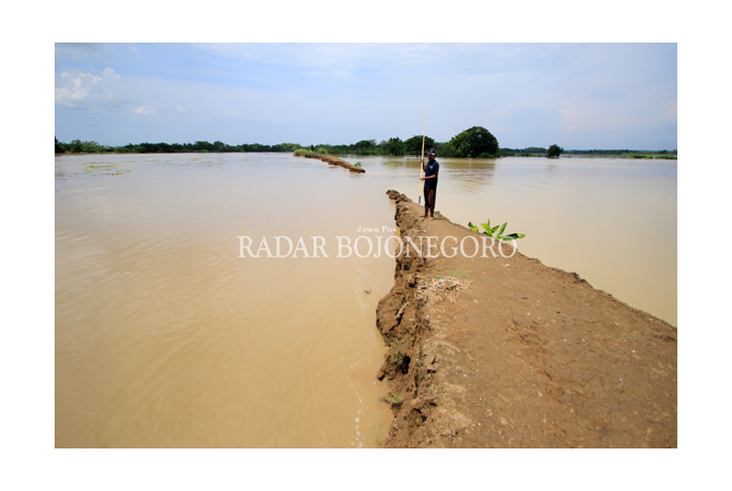 jalan-desa-putus-45-ha-padi-terendam