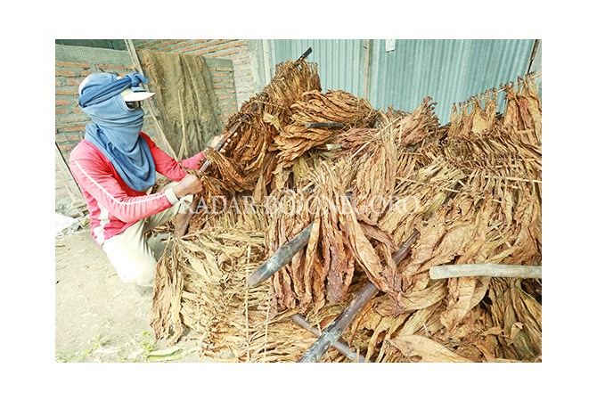 merawat-tembakau-mengolah-kehidupan