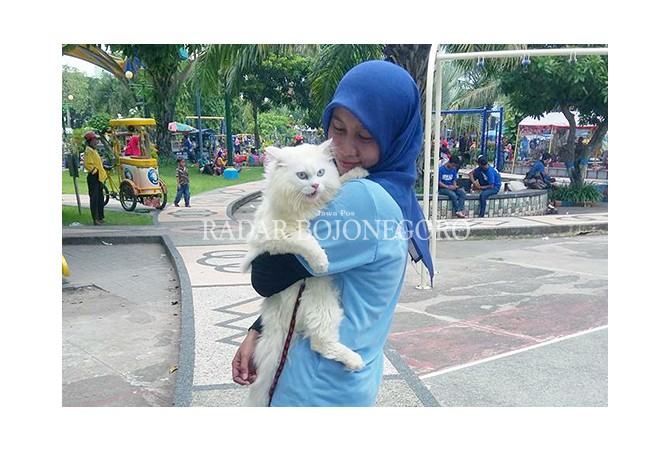 komunitas-pecinta-kucing-anggora-media-belajar-sesama