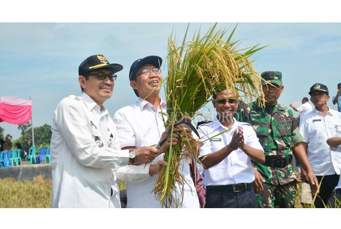 Hasil Panen Meningkat 20 Persen