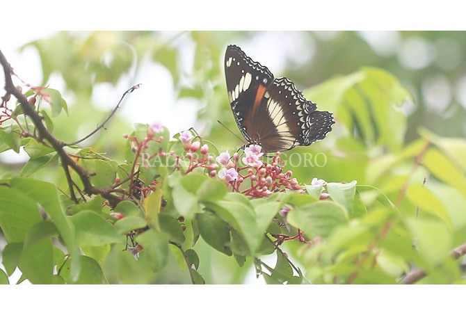 Indahnya Kupu-Kupu di Kebun Belimbing