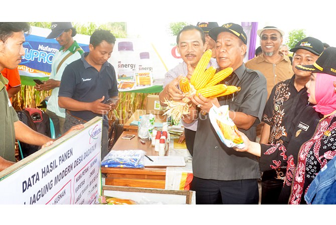 Lamongan Jadi Buah Bibir Nasional: Barometer Agribisnis Jagung