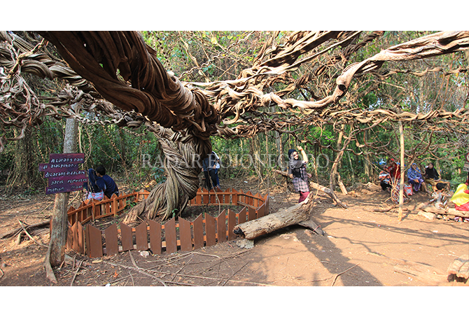 Ada Lima Gua di Akar Langit Trinil   