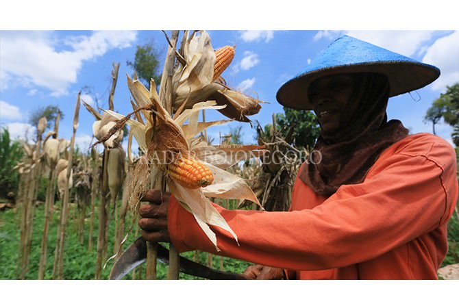 Bersyukur, Harga Jagung Bagus
