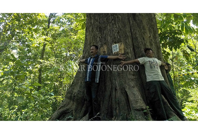 Jati Tua, Dikonsep Wisata Ilmiah 
