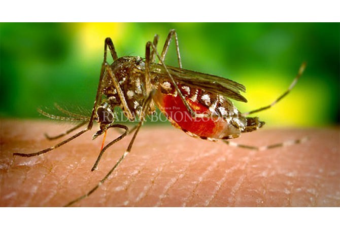 Meningkat Dalam Dua Bulan, Masyrakat Harap Waspada Nyamuk DB
