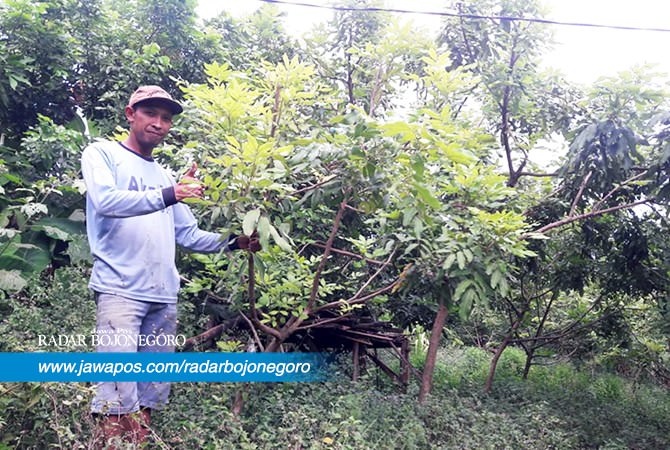 Menikmati Kebun Kelengkeng di Desa Pajeng, Lereng Gunung Pandan