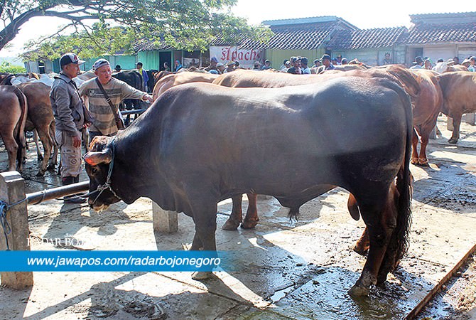 Mendekati Lebaran, Harga Sapi Naik