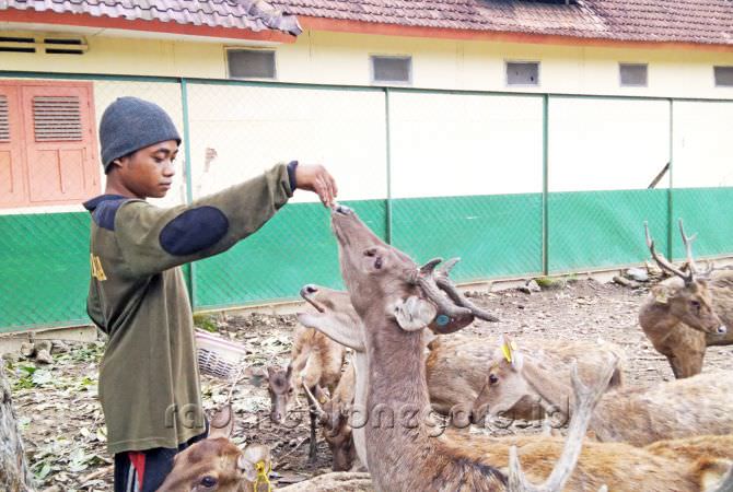 Akan Dibangun Taman di Penangkaran Rusa