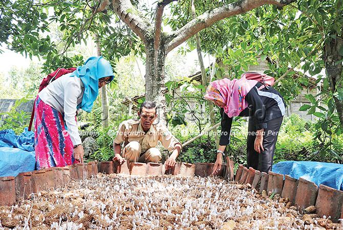 Jamur Janggel Kesulitan Pemasaran