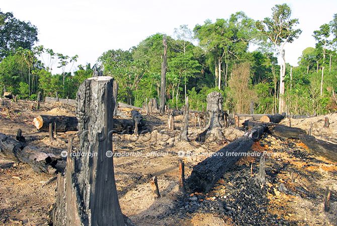 Buka Lahan Milik Perhutani, Tebang Jati, Dibui