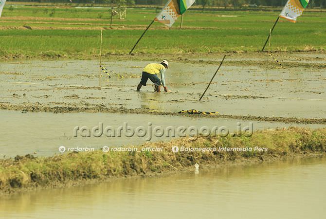 Petani Masih Dianggap Pekerjaan Remeh