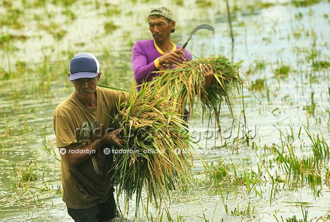 Diprediksi Banyak Petani Gagal Panen