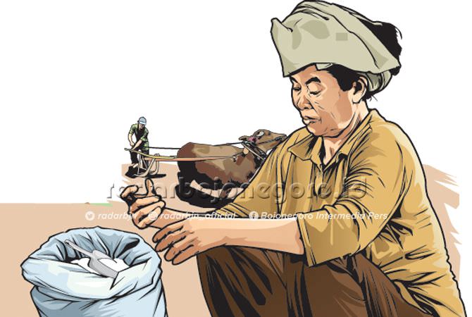 Harga Jagung Merosot, Petani Merugi