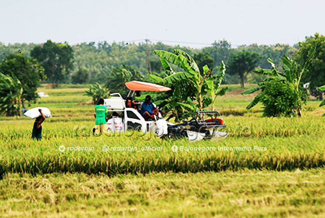 Ironis, Produksi Tinggi, Serapan Bulog Malah Turun