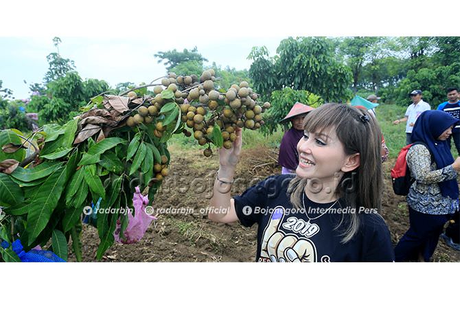 Panen Kelengkeng di Tegalan