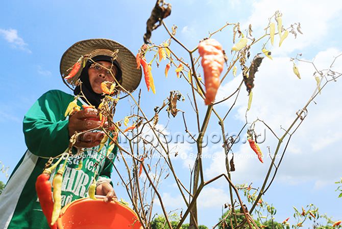 Petani Cabai Terancam Merugi
