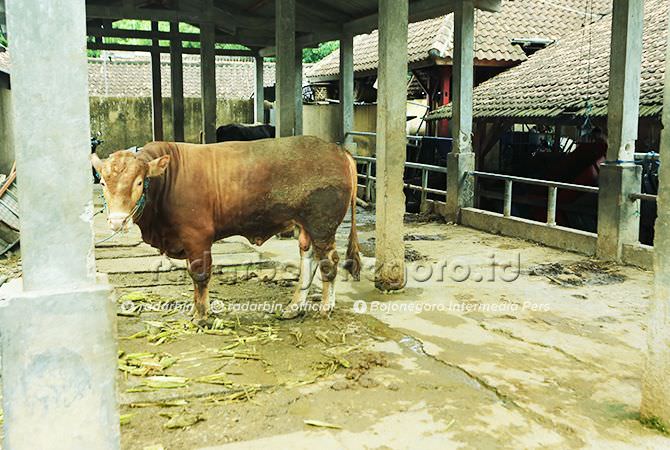 Peternak Sapi Antisipasi Serangan Indigesti