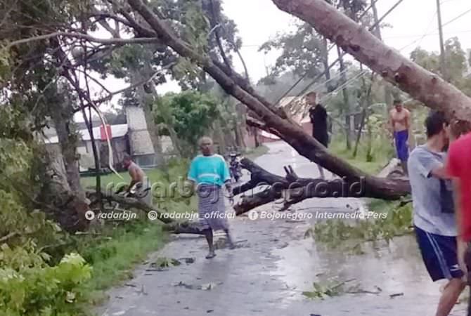 Puluhan Rumah Rusak, Beragam Pohon Tumbang