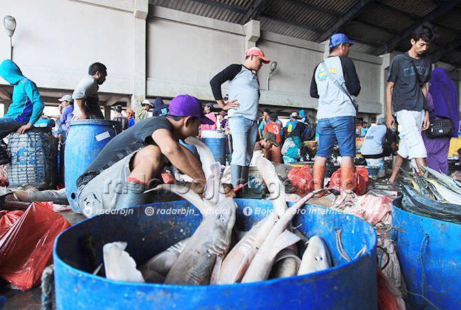Masuki Puasa, Pasokan dan Harga Ikan Laut Normal