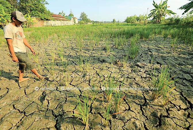 Sawah Mengering, Petani Gagal Panen