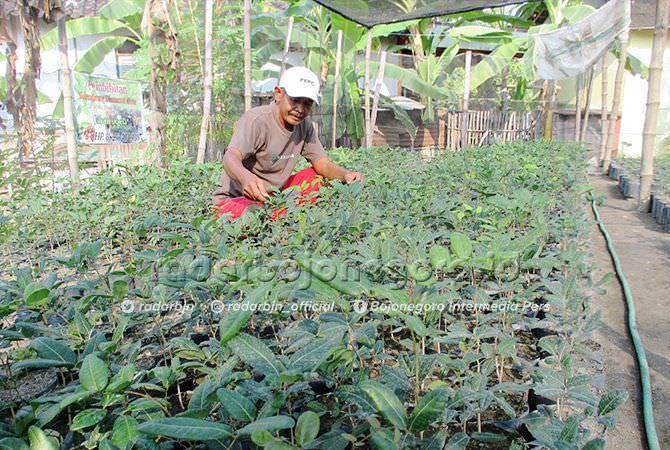 Bersedia Mengganti jika Pohon Mati dan Tak Berbuah