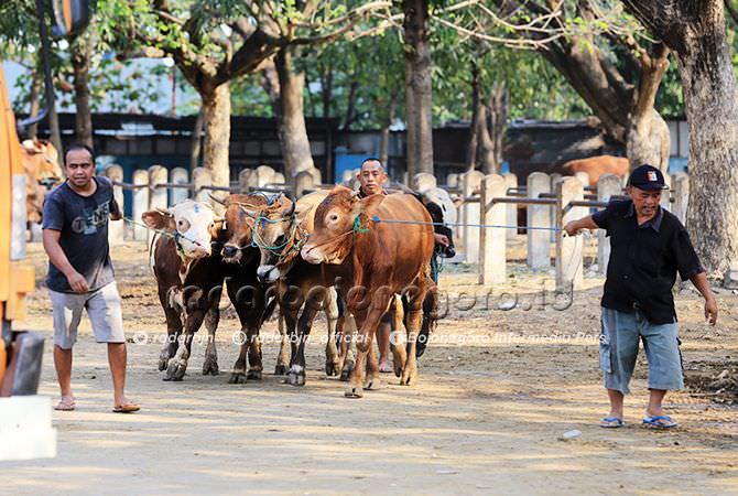 Daging Kurban Diimbau Pakai Daun Pisang atau Jati