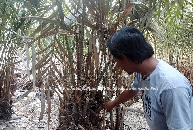 Pohon Kering, Buah Salak Tak Berkembang