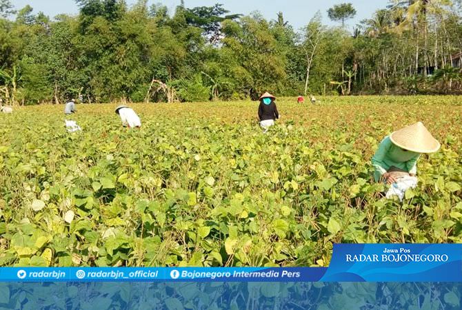 Tanaman Kacang Ijo Panen, Bisa Nilmati JUT Baru