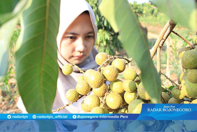 Manisnya Kelengkeng Sugihan