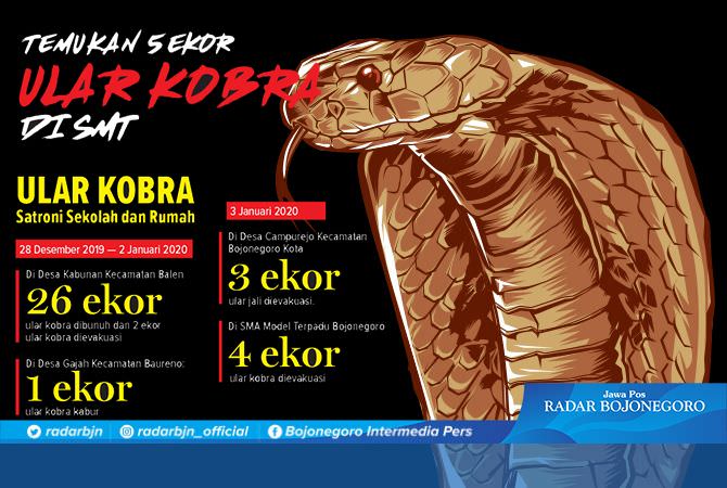 Temukan 5 Ekor Ular Kobra Di Smt