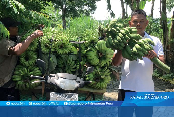 Kuning Menggiurkan, Pohon Pisang yang Setiap Hari Panen