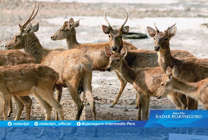 Penangkaran Hewan Langka Sukowati Lindungi Rusa Jawa dari Kepunahan