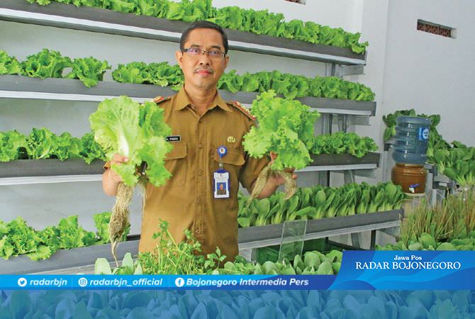 Sulap Ruko Jadi Kebun Sayuran Organik Siap Petik